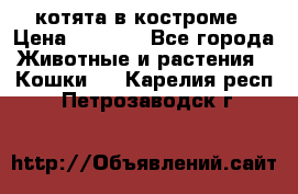 котята в костроме › Цена ­ 2 000 - Все города Животные и растения » Кошки   . Карелия респ.,Петрозаводск г.